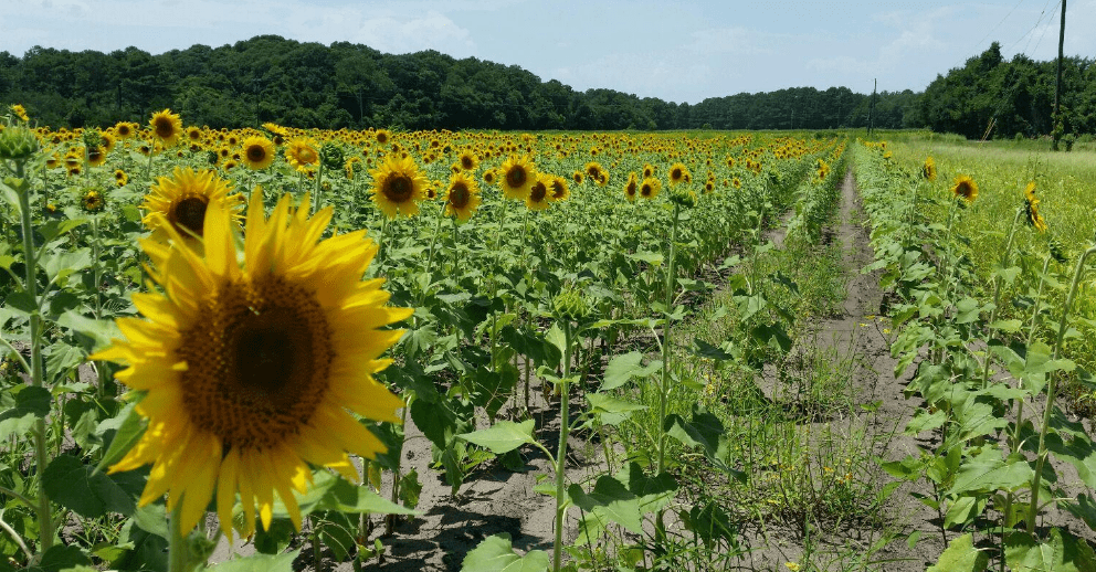 midden in de zomer strekken prachtige zonnebloemen zich zo ver uit als het oog kan zien. Foto door ESPB