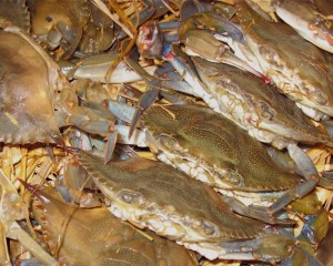Soft shell crabs: Delight of the sea