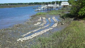 Volunteers, SCDNR build oyster reef on Lady's Island