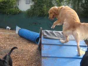 Why practice agility? It could save your dog's life