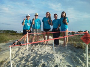 Every morning, volunteers walk our beaches, working to increase their chance at survival by checking nests and keeping an eye out for turtle tracks, laid nests, turtles, and predators that they may come across. 
