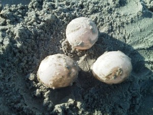 For beaches like Harbor, Fripp and Hunting Island, it isn’t unusual for a loggerhead sea turtle to lay nest with 50 to 180 eggs in one clutch, however, if they are lucky, one egg out of each clutch will survive to maturity. Because the eggs in each clutch take between 45 and 75 days to hatch, their chances in either being preyed upon or destroyed by climate conditions increases.