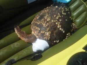Stranded sea turtle rescued by local turtle team on Tuesday