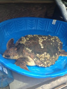 Stranded sea turtle rescued by local turtle team on Tuesday