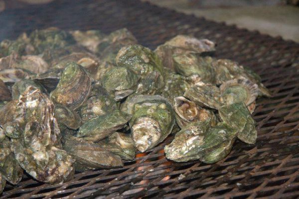 Local oyster harvesting season starts October 1st