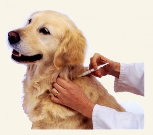 Local rabies clinics offer low-cost vaccinations