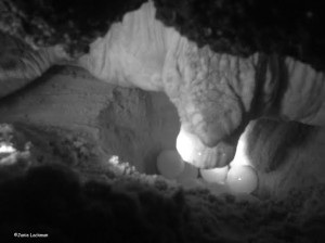 Inside a Fripp Island sea turtle nest Photo by Janie Lackman