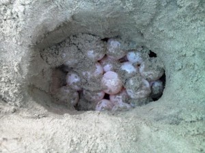 Inside a Fripp Island sea turtle nest Photo by Janie Lackman