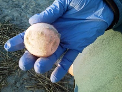 First sea turtle nest of the season on Fripp Island Beach