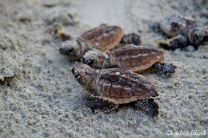 A weekend walk with the Fripp Island Turtle Patrol Photo by Christina Bland/ESPB