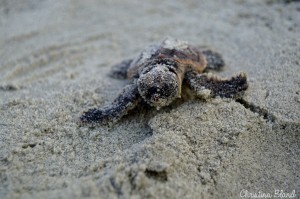 A weekend walk with the Fripp Island Turtle Patrol Photo by Christina Bland/ESPB