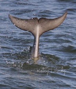 With fluke slapping, the tail splash creates bubbles under the water, flushes the fish from their hiding spots and makes it easier for the dolphins to detect them. Photo by Kelley Luikey
