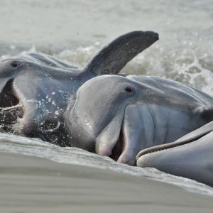 Lowcountry Dolphins : Clever Hunters on South Carolina's Coast