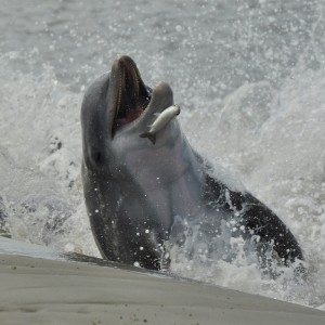 Lowcountry dolphins strand feeding to catch their pray. 