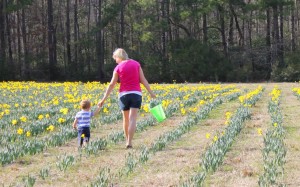 Pick some local sunshine at Merrick's U Pick Daffodil Farm