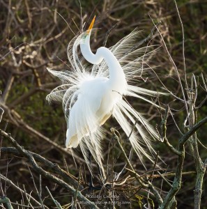 The Mating Game: Spring arrives with the courtship of the great egret Photo by Kelley Luikey