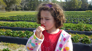It's strawberry time in Beaufort
