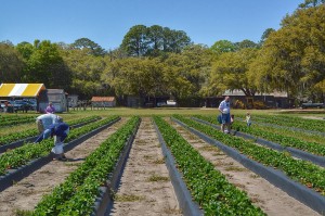 It's strawberry time in Beaufort