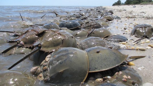 Scores of horseshoe crabs will emerge from the sea this spring to begin a ritual that has been repeated for more than 450 million years.