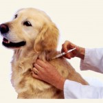 Last weekend for low-cost rabies clinics 