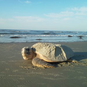 Saving Sea Turtles on Our Local Beaches