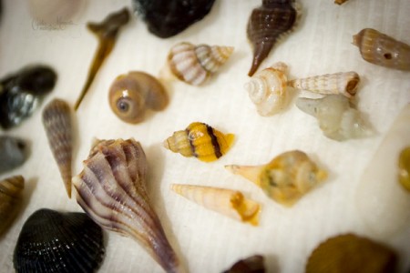 Fall is perfect for shelling along Beaufort's beaches