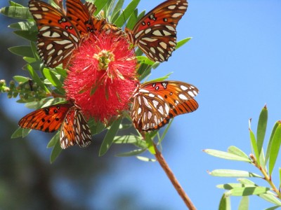 Butterflies showing their stuff in Beaufort