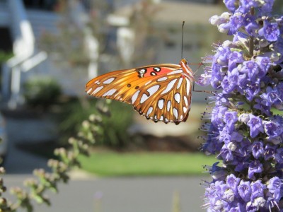 Butterflies showing their stuff in Beaufort