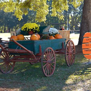 Beaufort Area Pumpkin Patches…and More!