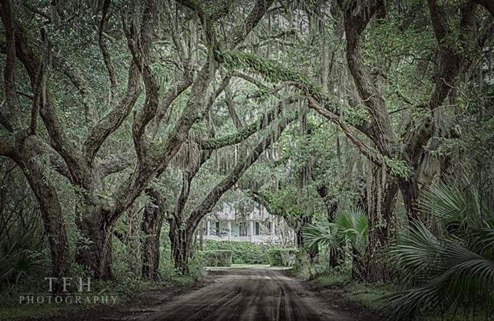 Avenue of Oaks, photo courtesy Tommy Henriquez