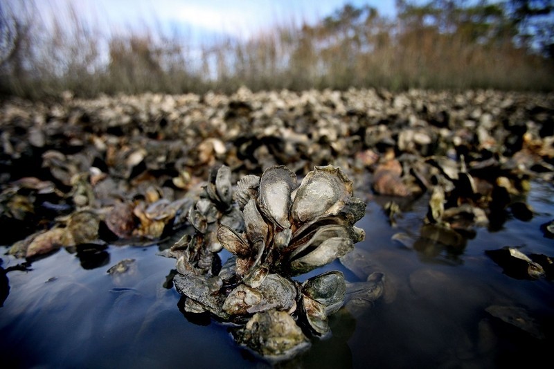 The Oyster Bed