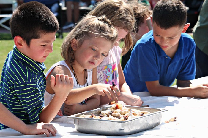 THe kids Shrimp Peeling Competition is always a hit at the Beaufort Shrimp Festival.  Photo ESPB