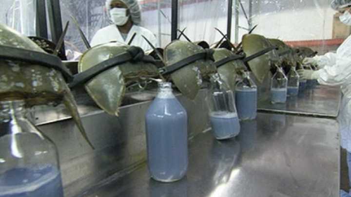 Horseshoe crab blood saves millions of human lives every year, and over 250,000 crabs are harvested each year by scientists and 30% of their blood is removed. Photo courtesy LifeScience.com