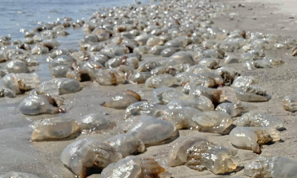 Crazy Cannonballs! Thousands of cannonball jellyfish are washing up