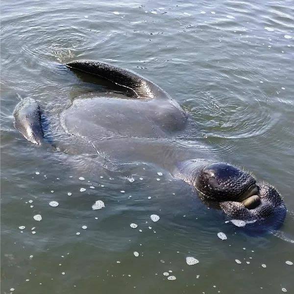Manatee in Beaufort River, photo by Will Christenson