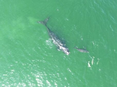 Right Whale Mother and Calf - North Atlantic right whale mom and calf, Photo credit: Blue World Research Institute