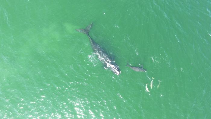 Right Whale Mother and Calf - North Atlantic right whale mom and calf, Photo credit: Blue World Research Institute