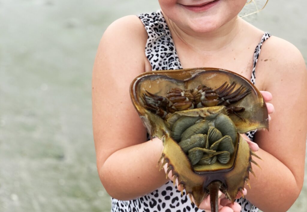 Verstrikking tevredenheid doos Local horseshoe crabs save thousands of lives