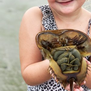 Local Horseshoe Crabs save thousands of lives