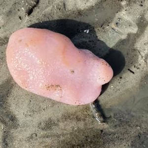 Sea Pork: the bizarre & slimy pink blob on the beach