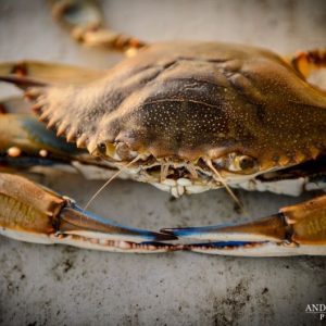 Soft Shell Crabs: A Praised Lowcountry Food