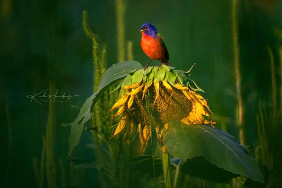 Painted Bunting - Photo by Kelley Luikey at Nature Muse Imagery