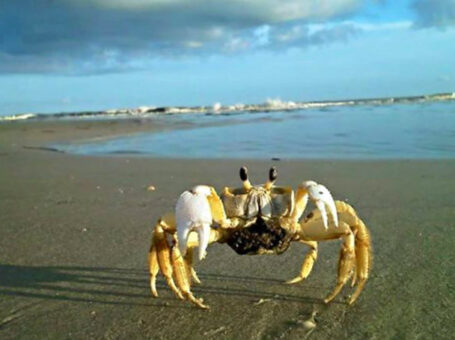 Ghost Crab on the beach in Beaufort, SC