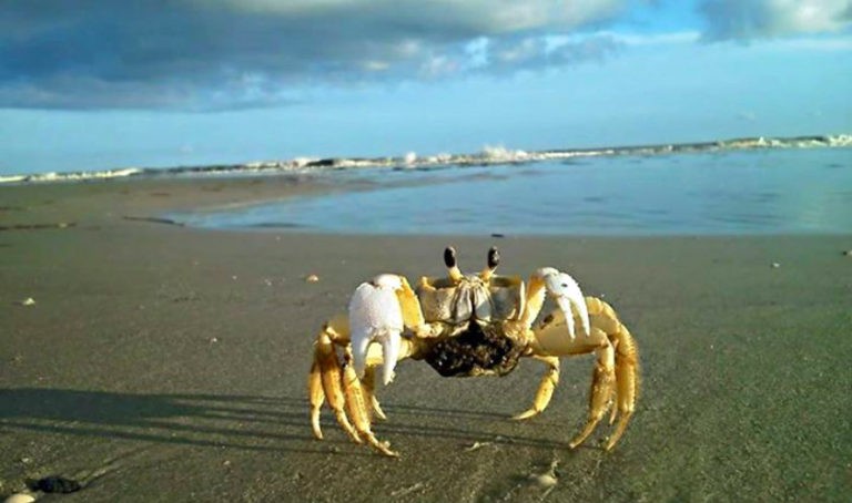 Ghost Crab on the beach in Beaufort, SC