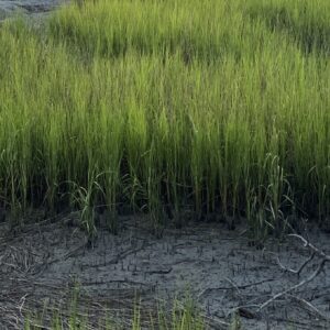 Spartina Marsh Grass, The Circle of Life