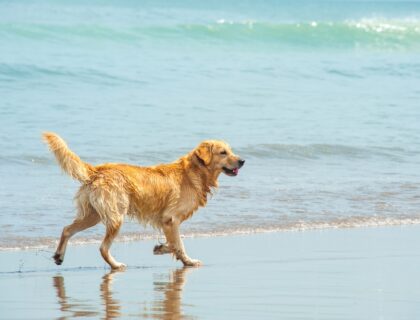 Happy Labrador Retriever playing at the beach