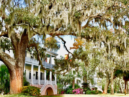 Spanish Moss on Bay Street in Beaufort, SC - Photo by Ginger Wareham