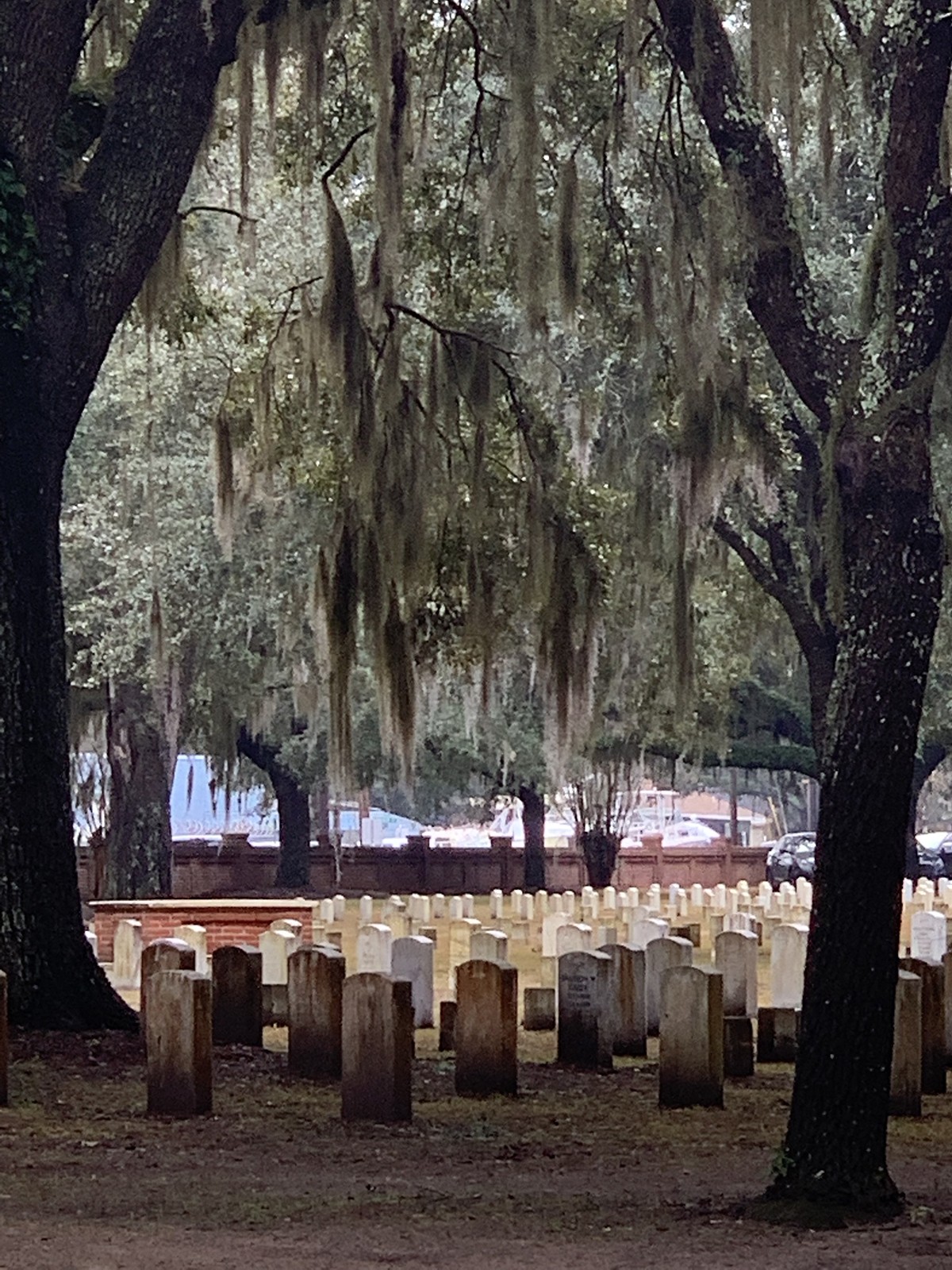 Spanish moss is iconic and popular on Lowcountry trees. But it's