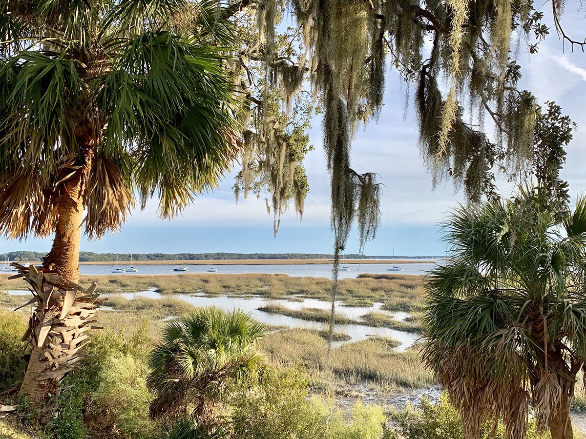 Musings of a Biologist and Dog Lover: Crazy Plants: Spanish Moss