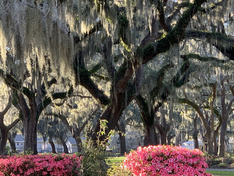 12 Amazing Things to Know About Spanish Moss Enjoy Lowcountry Life in